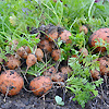 Carrots Paris Market 